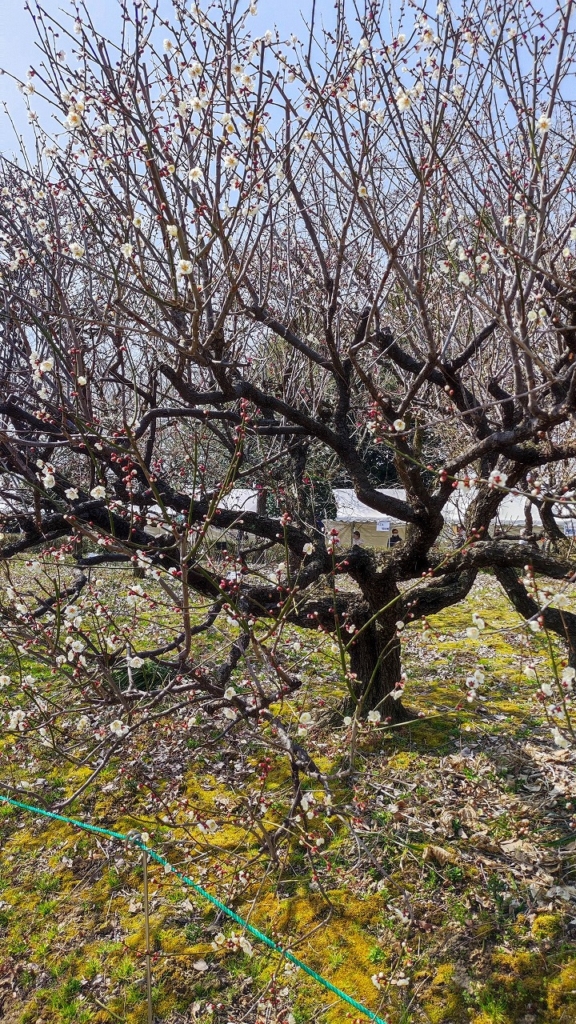 令和4年 いなざわ梅まつり 愛知県植木センター 稲沢あんしん不動産 売却相談の窓口