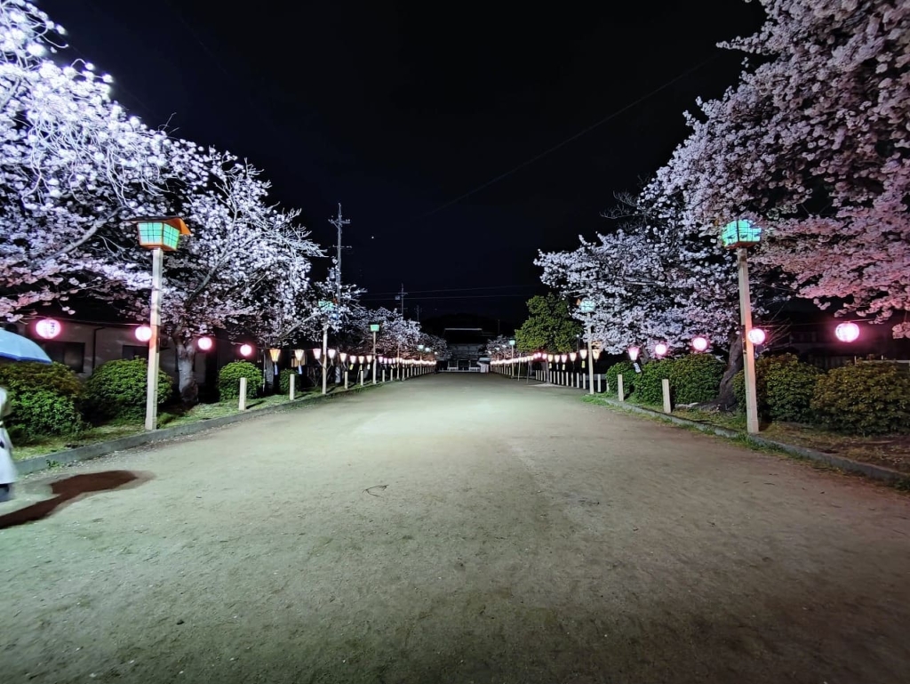 夜桜照明 国府宮神社参道 (1)