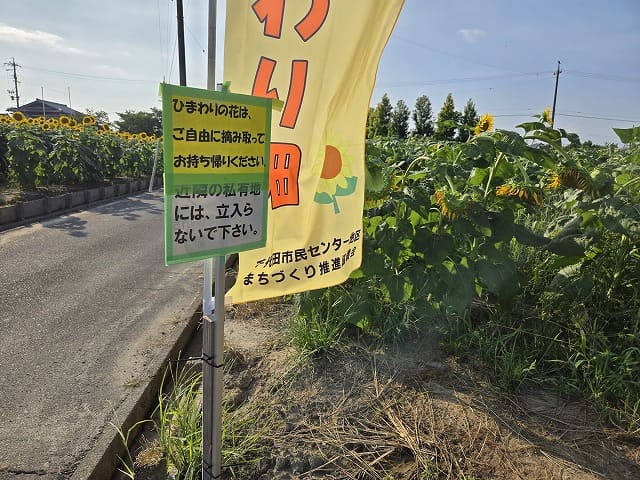 千代田ひまわり畑は入場無料で、ひまわりを自由に摘み取って持ち帰ることができるようですね。小さな子どもは大喜びですね
