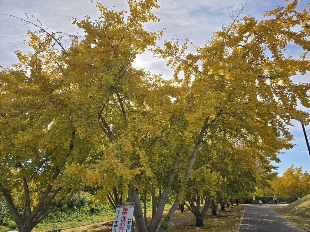 祖父江ぎんなんパークのイチョウトンネルを外側から見上げるように撮影した写真。複数のイチョウの大木が立ち並び、黄色と緑が混じった葉が青空を覆っている。木々の幹は太く立派で、長年育まれてきた歴史を感じさせる。地面には黄色い落ち葉が敷かれており、左側には「迷子・落とし物 お困りごと・アートマーク本部まで」と書かれた案内看板が立てられている。奥には遊歩道が続き、数名の来場者が散策している様子が見える。見上げる角度から撮影することで、イチョウ並木の壮大さが伝わる一枚。