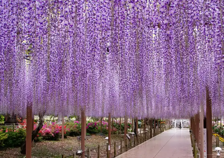 曼陀羅寺公園の藤棚を下から見上げた写真。薄紫と白が入り混じった藤の花房が幾重にも重なって長く垂れ下がり、木製の支柱の間から奥まで続く舗装された園路が伸びている。足元にはピンクや赤のツツジが咲き、通路の先には小さく人影が見える。