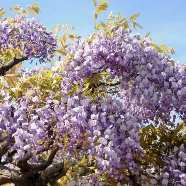 青空を背景に、濃い紫と淡い紫の花房が幾重にも重なって垂れ下がる藤の花のアップ写真。花房の間から新緑の葉と枝が見え、日差しを受けて花びらが透けるように輝いている。房の先端は細くすぼまり、ひとつひとつの花が段になって連なっている様子がわかる。