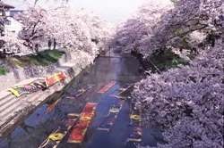 満開の桜が両岸から重なるように咲く五条川の水面に、黄色・赤・青など色とりどりの鯉のぼり(のんぼり)が5旒ほど横一列に浮かんでいる、岩倉市ののんぼり洗いの様子。空は快晴で、桜の淡い紅色が水面にも映り込んでいる。人物は写っていない。