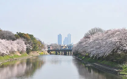 五条川の両岸に満開の桜並木が続き、川の中央に橋が架かる清須市春日地区の風景写真。淡いピンク色の桜ごしに、奥には名古屋方面の高層ビル群がかすんで見え、川面は日差しを受けて静かに澄んでいる。桜の下に人の姿は見えない。