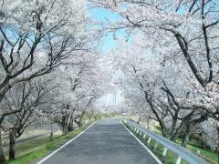 満開の桜が両側から枝を伸ばし、頭上でアーチ状に重なっている光明寺公園内の遊歩道。舗装された道の両脇に桜並木が続き、奥にはツインアーチ138の白い塔がのぞいている。人の姿はなく、静かな散策路の様子が写っている。