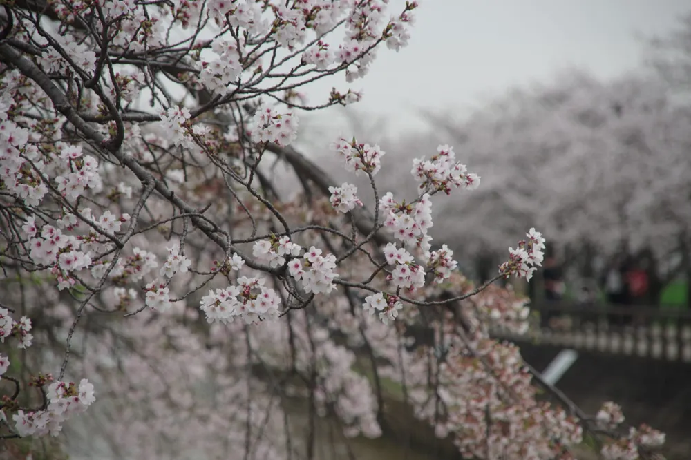 満開の桜の枝を間近から捉えたクローズアップ写真。薄いピンク色の花びらが密集して咲き、つぼみも所々に残っている。背景には同じ桜並木の奥行きと橋がやわらかくぼかされて写り込んでおり、稲沢市平和町の桜ネックレスの一角を写したもの。