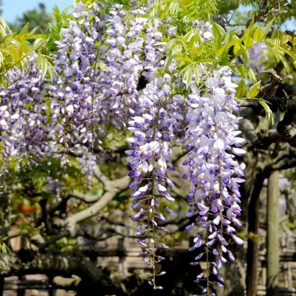 白と淡い紫が入り混じった藤の花房が、新緑の葉の間から幾筋も垂れ下がっている写真。背景には青空が広がり、花房の先端まで陽の光が届いて明るい色合いに見える。手前の花房は色が濃く、奥にいくほど淡くかすんで見える遠近感のある構図。