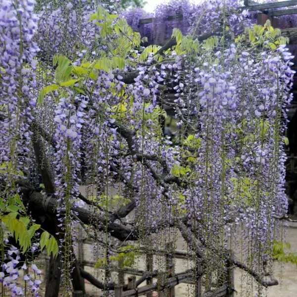古い木製の藤棚から、紫の花房が長く垂れ下がっている写真。奥には別の藤棚と竹垣のような柵が見え、太い幹や枝ぶりから長い年月を経た藤棚であることが伝わる。花房は上部が濃い紫、先端に近づくほど淡くなるグラデーションになっている。