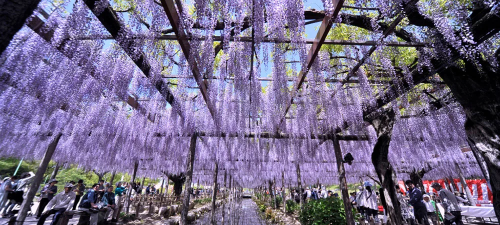 藤棚のトンネルの下を大勢の来園者が歩いている写真。頭上には薄紫の藤の花房が一面に広がり、木製の棚の骨組みの間から青空がのぞいている。手前のベンチには帽子をかぶった人たちが腰かけて藤を見上げ、通路には家族連れらしき姿も見える、晴れた日中の風景。