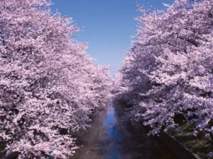 岩倉市を流れる五条川の両岸から満開のソメイヨシノが折り重なるように咲き、川面の上に桜のトンネルを作っている風景写真。空は雲ひとつない快晴の青空で、川面には桜色がうっすらと映り込んでいる。人物は写っていない。