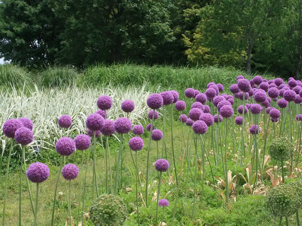 フラワーパーク江南の花壇に咲く紫色のアリウム。まん丸のボール状の花が緑の茎の先にいくつも並び、背景には白い斑入りの草と濃い緑の木立が広がっている。初夏の園内の様子。