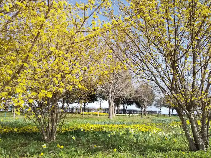 春のフラワーパーク江南。黄色い花をつけた花木が青空の下に立ち並び、足元には白や黄色のスイセンが一面に咲いている。芝生の間の小道を散歩できる、のどかな春の風景。