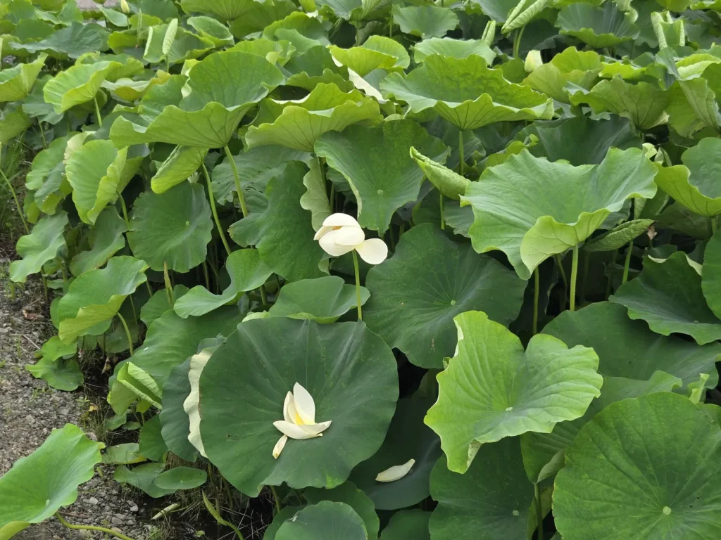 2026年6月17日に愛西市の道の駅ふれあいの里HASUパークで佐藤高樹が撮影した花はす田。大きな緑の葉が一面に広がり、葉の間から白い蓮の花が咲き始めている6月中旬の様子。午後の現地の開花状況が分かる一枚