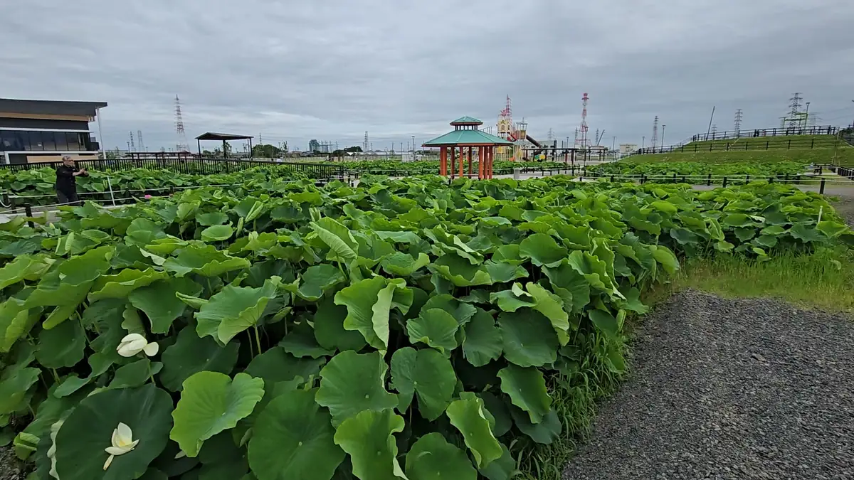愛西市HASUパークの花はす田を園路から撮影した写真。手前に白い蓮の花とつぼみ、大きな緑の葉が広がり、中央の東屋、奥の遊具、はす見テラスまで園内の賑わいが一枚に収まっている。6月中旬の現地の開花状況が分かる一枚