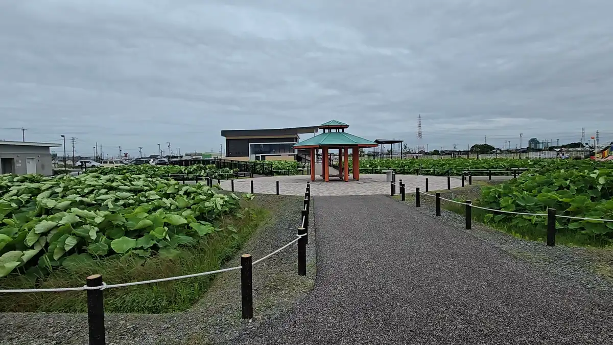 愛西市HASUパークの花はす田の中央を通る園路。左右に区画分けされた大きな蓮の葉が広がり、正面に緑色の屋根の東屋とはす見テラスが見える。車椅子でも散策しやすい平坦な園路の様子が分かる。園路の両脇には黒い支柱と白いロープの柵が続き、曇り空の奥に道の駅の建物が見える。