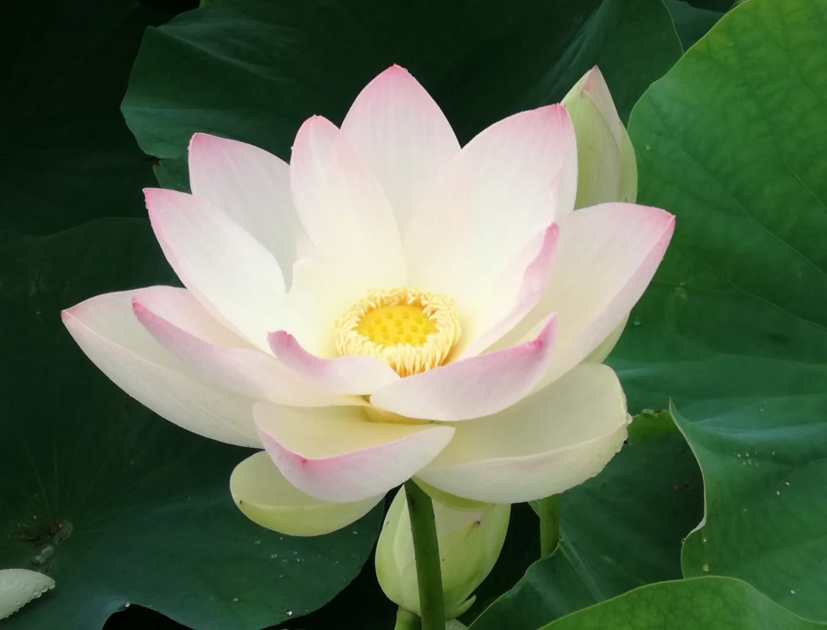 羽島温泉の北東にある大賀ハス園で咲く舞妃蓮。大きな緑の葉を背景に、花びらの先が淡いピンク色に染まったクリーム色の蓮が大きく開き、中央の黄色い花托と雄しべが見える。花びらは幾重にも重なり、下にはまだ開いていないつぼみも一つ写っている。