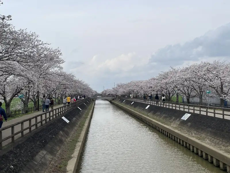 へいわさくらまつりガイド｜稲沢市平和町の桜ネックレス・見頃とアクセス・駐車場のアイキャッチ画像